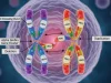 What is the alpha globin gene deletion mechanism? Alpha Globin Gene Deletion Mechanism