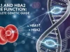 HBA1 AND HBA2 GENE FUNCTION: COMPLETE GENETIC GUIDE HBA1 and HBA2 Gene Function