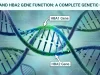 HBA1 and HBA2 Gene Function: A Complete Genetic Guide HBA1 and HBA2 Gene Function
