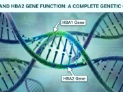 HBA1 and HBA2 Gene Function: A Complete Genetic Guide HBA1 and HBA2 Gene Function