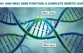 HBA1 and HBA2 Gene Function: A Complete Genetic Guide HBA1 and HBA2 Gene Function