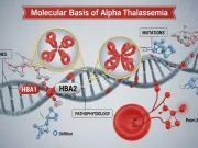 Molecular Basis of Alpha Thalassemia: Genes, Mutations & Pathophysiology Molecular Basis of Alpha Thalassemia