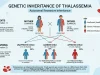 Thalassemia Inheritance Pattern Explained: A Complete Guide Thalassemia Inheritance Pattern Explained
