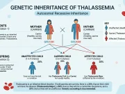 Thalassemia Inheritance Pattern Explained: A Complete Guide Thalassemia Inheritance Pattern Explained