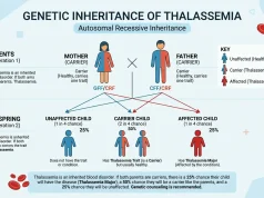 Thalassemia Inheritance Pattern Explained: A Complete Guide Thalassemia Inheritance Pattern Explained